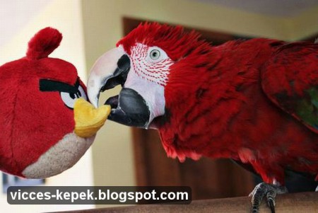 Angry birds vs papagáj